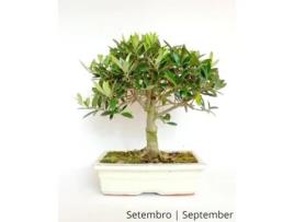 Bonsai Oliveira de 12 Anos LUSO BONSAI