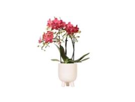 KOLIBRI Orchids Orquídea Phalaenopsis Vermelha Congo Vaso de Borracha Travertino Tamanho Do Vaso 9Cm 40Cm de Altura Planta de Casa com Flor