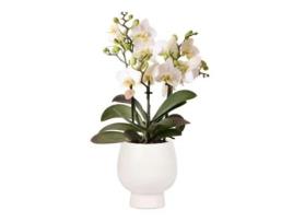 KOLIBRI Orchids Orquídea Phalaenopsis Branca Vaso Decorativo Branco Lausanne Scandic Tamanho Do Vaso 9Cm 40Cm de Altura