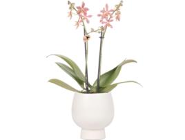 KOLIBRI ORCHIDS Orquídea Phalaenopsis Laranja Aranha em Scandic Branco Tamanho Do Vaso 9Cm