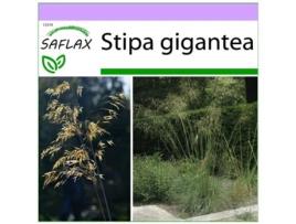 SAFLAX Grama Pena Gigante / Pirinéus Grama Pena Stipa Gigantea 10 Sementes