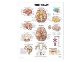 Livro Brain Anatomical Chart de Anatomical Chart Company (Inglês)