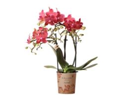 KOLIBRI ORCHIDS Orquídea Phalaenopsis Vermelha Congo Tamanho Do Vaso 9Cm Fresco Do Produtor