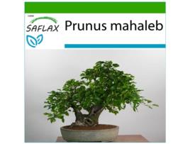 SAFLAX Cerejeira Prunus Mahaleb 30 Sementes com Substrato de Cultivo Livre de Germes