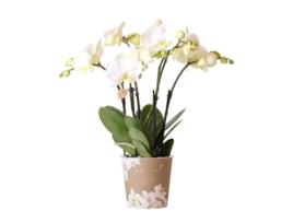 KOLIBRI ORCHIDS Orquídea Phalaenopsis Branca Jewel Ghent Tamanho Do Vaso 12Cm Recém-Chegada Do Produtor
