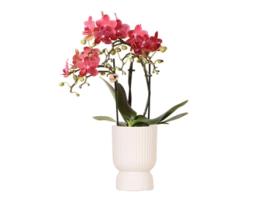 Orquídeas Beija-Flor Orquídea Phalaenopsis Rosa Púrpura El Salvador Diabolo Travertino Tamanho Do Vaso 9Cm Planta de Casa com Flor KOLIBRI