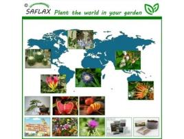 SAFLAX Flor Da Paixão Passiflora Incarnata 5 Sementes