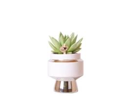 Kolibri Greens Planta Verde Suculenta Echeveria Miranda em Vaso Le Chic Prata Tamanho Do Vaso 9Cm Planta de Casa Verde