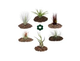 6 Tillandsias Diferentes Num Conjunto EXOTENHERZ