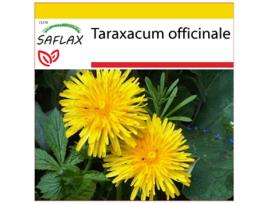 SAFLAX Conjunto de Cultivo Dente de Leão Taraxacum Officinale 200 Sementes com Mini Estufa Substrato de Cultivo e 2 Vasos