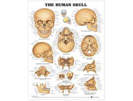 Livro Human Skull Anatomical Chart de Anatomical Chart Company (Inglês)