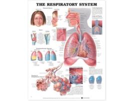 Livro Respiratory System Anatomical Chart de Anatomical Chart (Inglês)