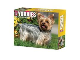 Livro Yorkies 2024 6.2 X 5.4 Box Calendar de Willow Creek Press (Inglês)