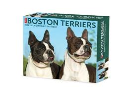 Livro Boston Terriers 2024 6.2 X 5.4 Box Calendar de Willow Creek Press (Inglês)