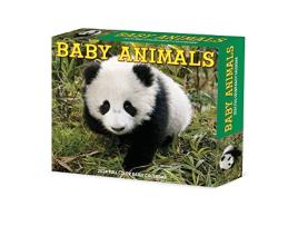 Livro Baby Animals 2024 6.2 X 5.4 Box Calendar de Willow Creek Press (Inglês)