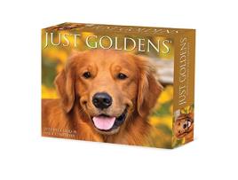 Livro Goldens 2024 6.2 X 5.4 Box Calendar de Willow Creek Press (Inglês)