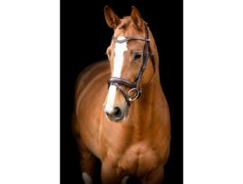 Cabeçadas de Adestramento em Couro Vegan MONTAR Normandie Eco