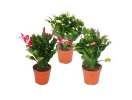 Cato de Natal Schlumbergera Conjunto de 3 Plantas EXOTENHERZ