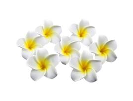 100 pçs 6 cm plumeria havaiana espuma flor frangipani para decoração de festa de casamento (branco) FOXNOVO