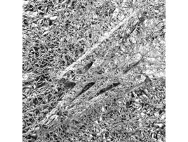 RUDY DE ANDA - Closet Botanist VINIL