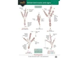 Livro Guide to British bird tracks and signs de Dan Puplett (Inglês)