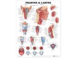 Livro Pharynx amp Larynx Anatomical Chart de Anatomical Chart Company (Inglês)