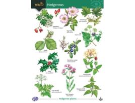 Livro Guide to Hedgerows de Gill Crane (Inglês)