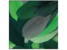 Corte de penas de ganso - Camaïeu Vert