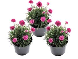 Plantas com flores - Plant in a Box - Armeria maritima Deep Rose - Conjunto de 3 - Pote 12cm - Altura 20-30cm