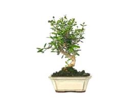 Bonsai Olea Europaea Sylvestris 7 Anos