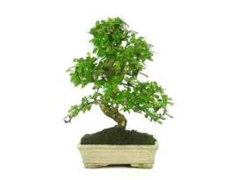 Bonsai Carmona Microphylla 10 Anos