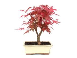 Bonsai Acer Palmatum Desfolho 9 Anos Arce