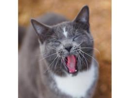 Livro Colorado Barn Cats - Skunk and Chauncey Jordan Wunderlich (Inglês)