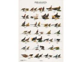 Poster Faisoes 2 Pheasants
