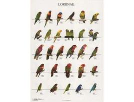 Poster Lories 2 Loriinae 2