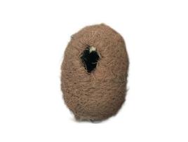 Ninho para Pássaro Exótico Oval de Coco Pequeno