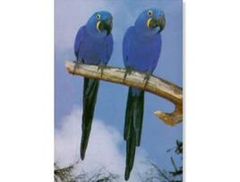 Poster Araras Violeta Jacinta