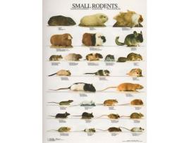 Poster Pequenos Roedores 1