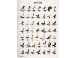 Poster Pombos 1 Laminado A4