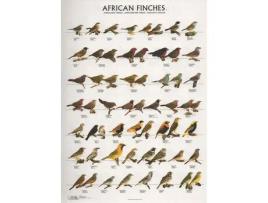Poster Diamantes Africanos 1 African Finches 1