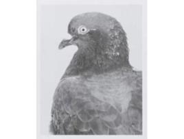 Livro Citizen De Marten Lange (inglês)