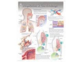 Livro Respiration Amp Gas Exchange Laminated Poster De Scientific Publishing (inglês)