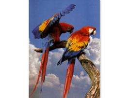 Poster Arara Macau Escarlate