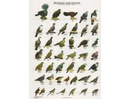 Poster Pombos e Rolas