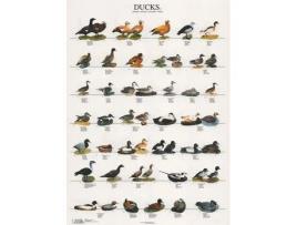 Poster Patos 2 Ducks 2