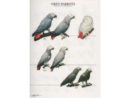 Poster Papagaios Cinzentos Grey Parrots
