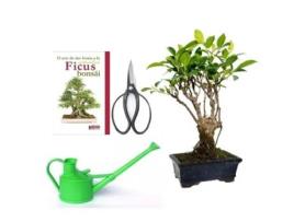 Pacote Bonsai Ficus Retusa 5 Anos