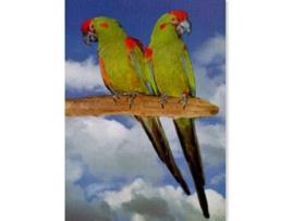 Poster Arara Cabeça Vermelha