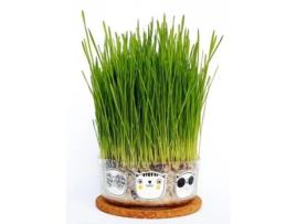 Germinador De Erva Gatera