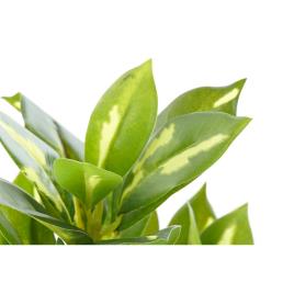 Flor Decorativa  Verde PVC (20 x 15 x 32 cm)